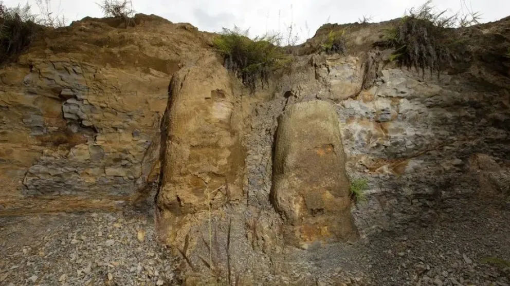 Hallaron un bosque fosilizado que estuvo oculto por 290 millones de años