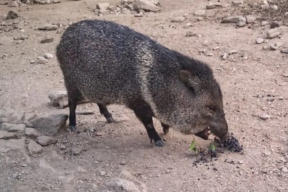 Policía Ambiental rescató un pecarí de collar en Traslasierra