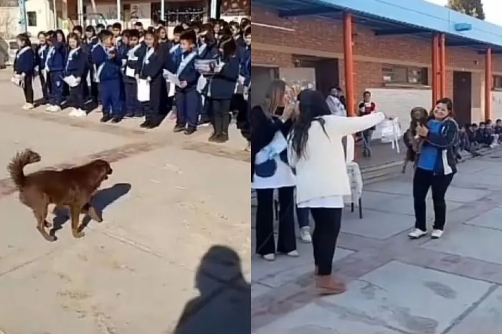 VIDEO: una escuela le dio un diploma a “Chori”, el perro del lugar que cuida a los niños