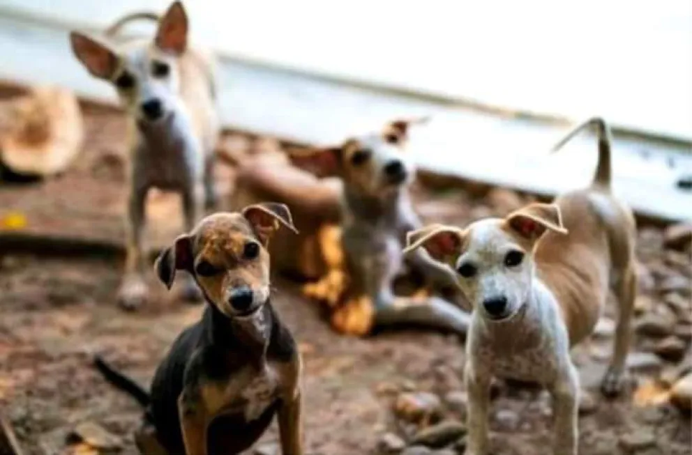 Charla informativa de solución a sobrepoblación de perros y gatos