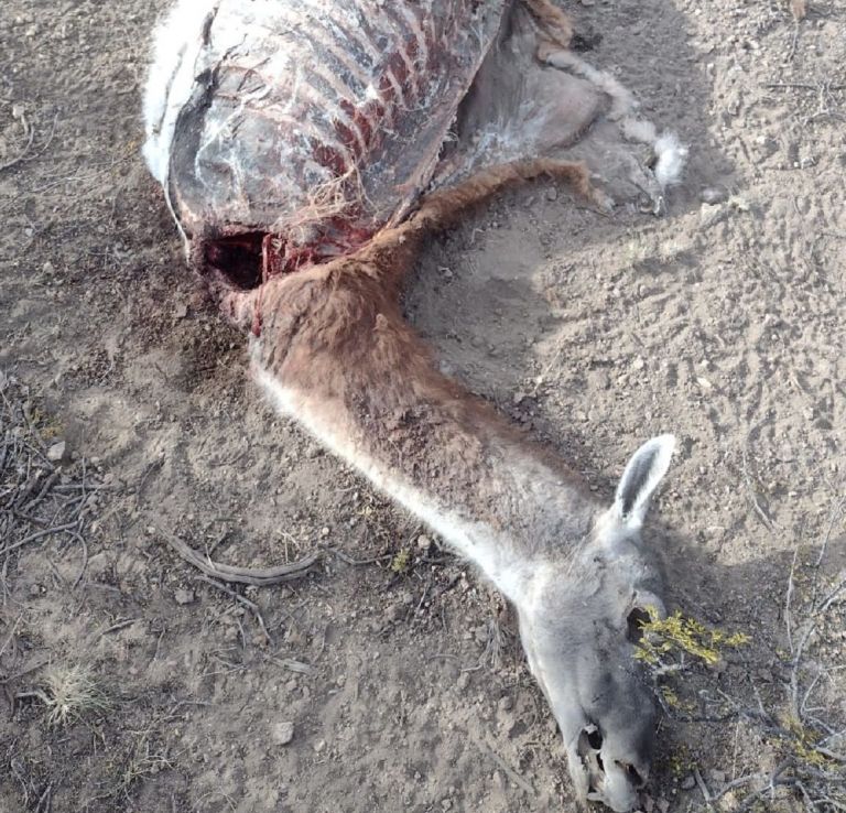 La matanza de guanacos en la meseta no se detiene y peligra la especie