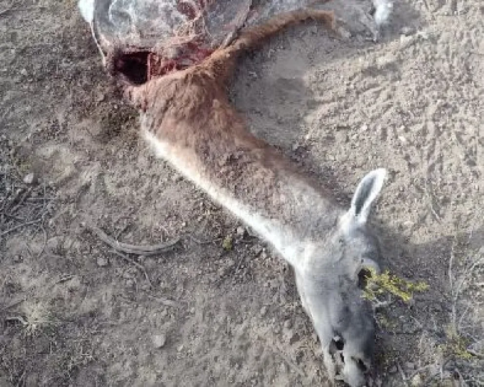 Caza furtiva: “En una década no quedan más guanacos”