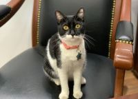 Conoce la historia de "Cruella", la gatita adoptada por el Ayuntamiento de Culiacán