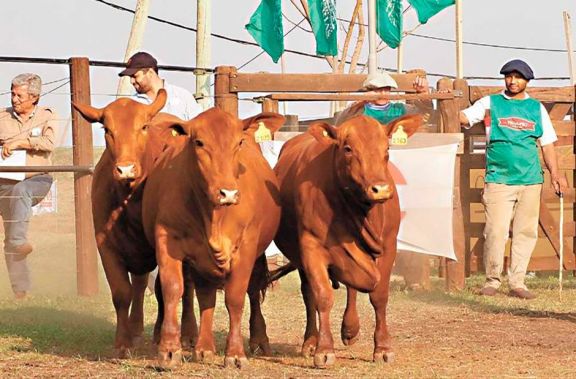 Ganaderos apuntan a la compra de toros y a retener sus rodeos Ganaderos apuntan a la compra de toros y a retener sus rodeos