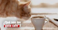¿Qué son los  “gato café”?