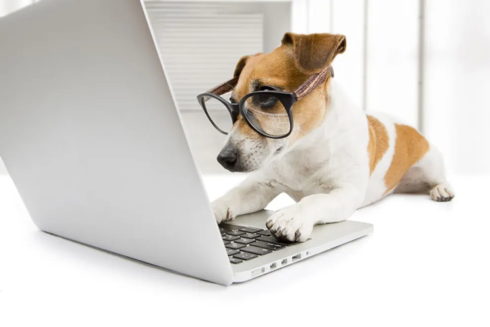 Se celebra el Día Mundial de Llevar el Perro al Trabajo: ¿Cuáles son sus beneficios?