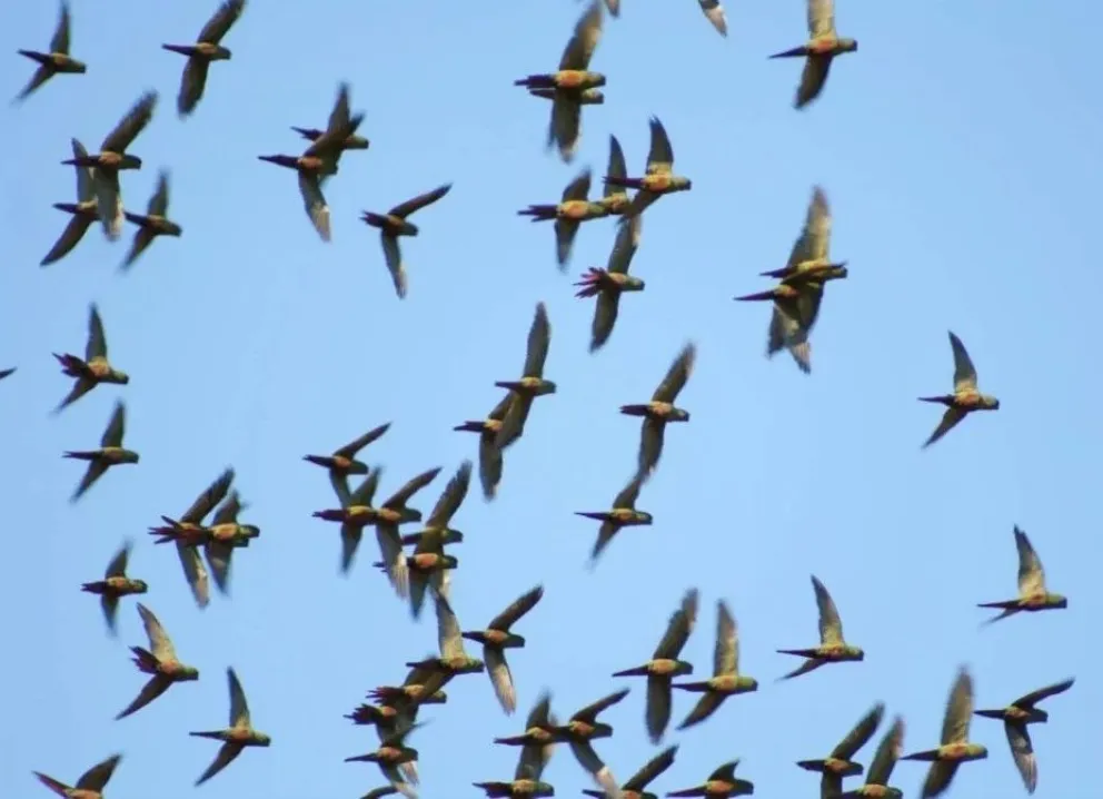 Invasión de loros generó un espectáculo único en el cielo de Pedro Luro