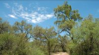 Se presentará un plan para la conservación y manejo de los bosques nativos santiagueños Se presentará un plan para la conservación y manejo de los bosques nativos santiagueños