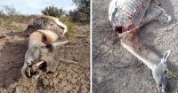 La matanza de guanacos en la meseta no se detiene y peligra la especie