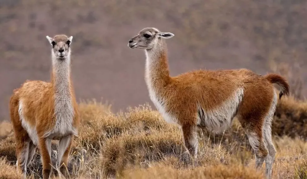 Se repite la caza ilegal de guanacos, un animal silvestre en peligro