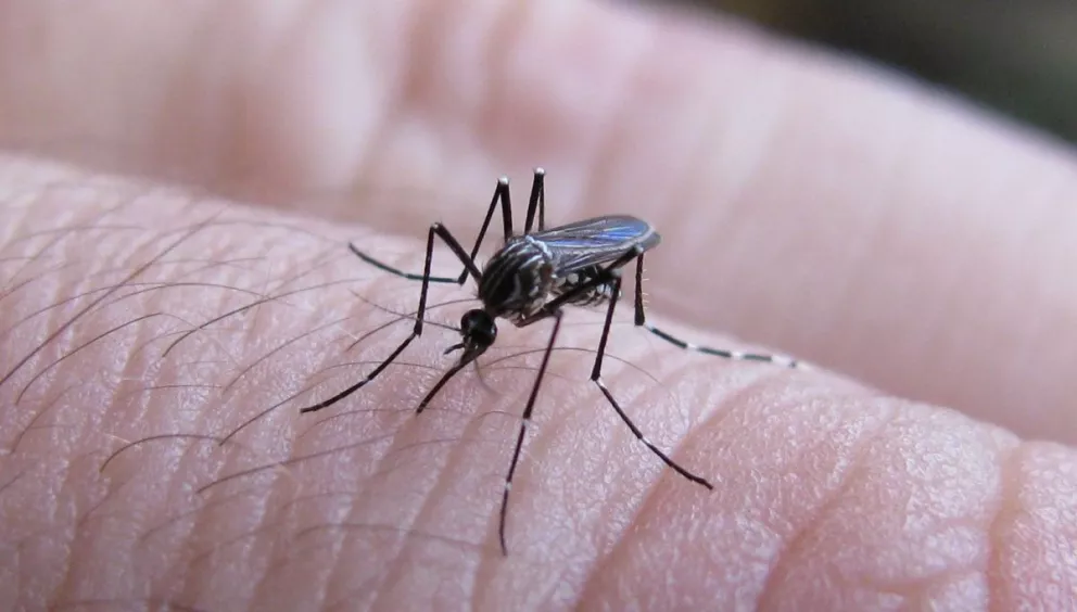 Nación confirma que no hubo casos de dengue en Misiones la última temporada