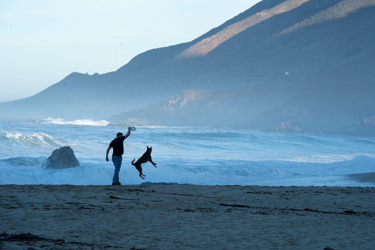 Crítica de “Dog: Un viaje salvaje”, Channing Tatum en una aventura que no es lo que aparenta