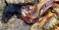 Secuestran 700 kg de carne de caballo que iban destinados a hamburguesas