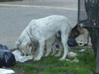 No solo Bariloche padece los perros sueltos en las calles