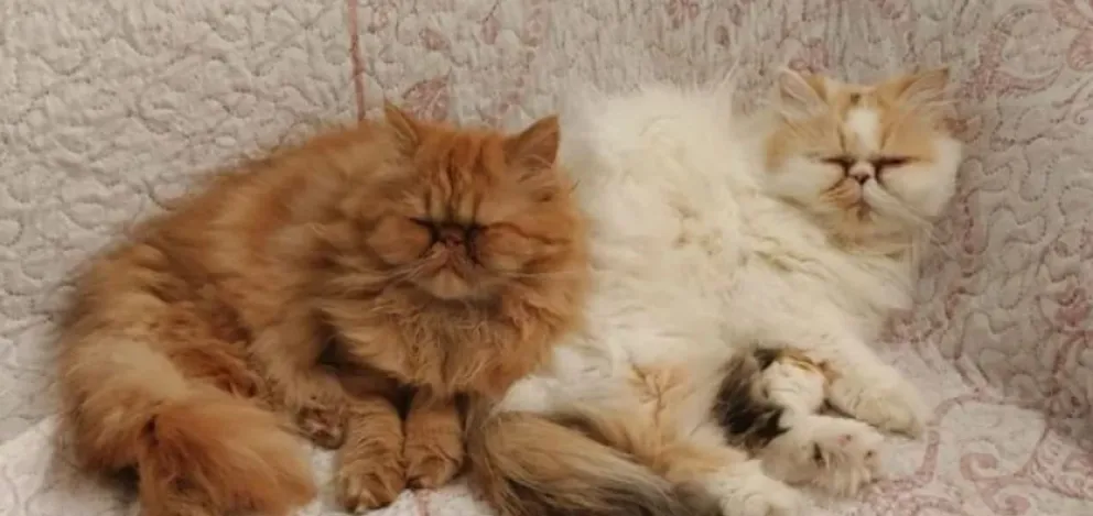 Insólito: lo que tuvo que pasar una gata