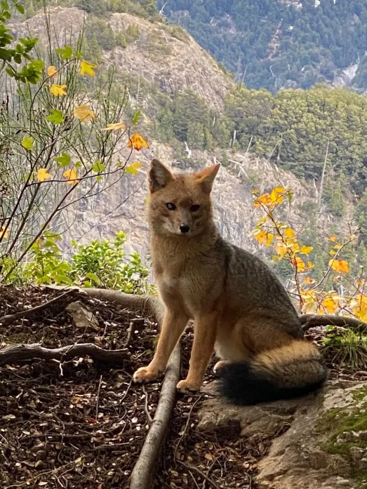 Turistas alimentan con facturas a un zorro en Circuito Chico