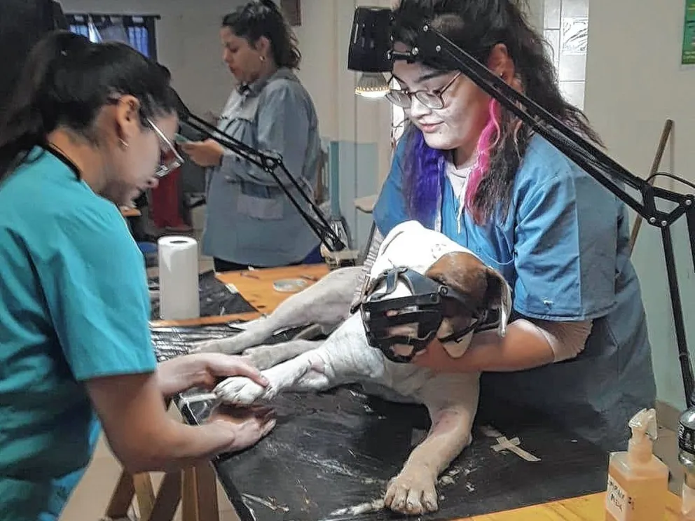 El tráiler de esterilización canina y felina estará en la vecinal del barrio 9 de Julio