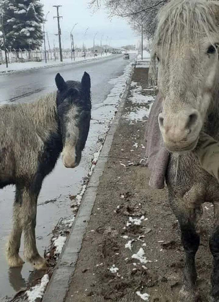 ¿Quién ampara a los animales? Rescataron dos caballos al borde de la muerte pero tuvieron que devolverlos
