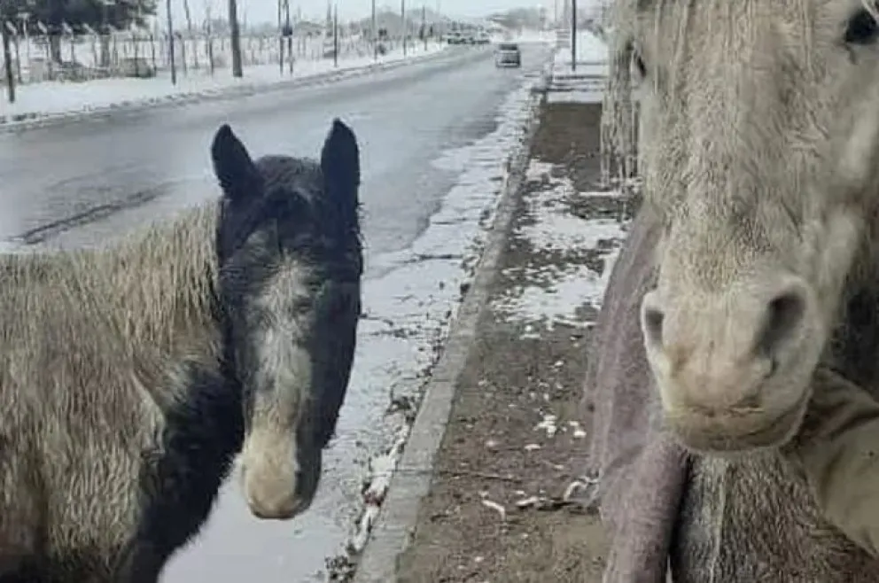 Rescataron a dos caballos al borde de la muerte y la Justicia los obligó a devolverlos