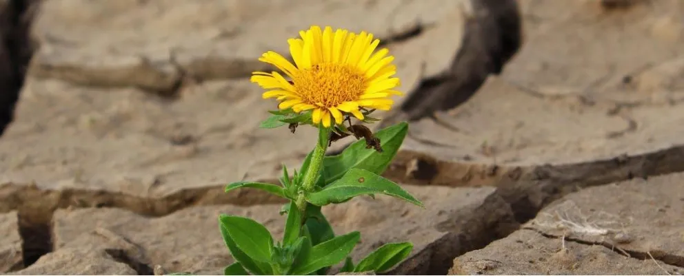 La UNRN lanzó un concurso de fotos sobre cambio climático