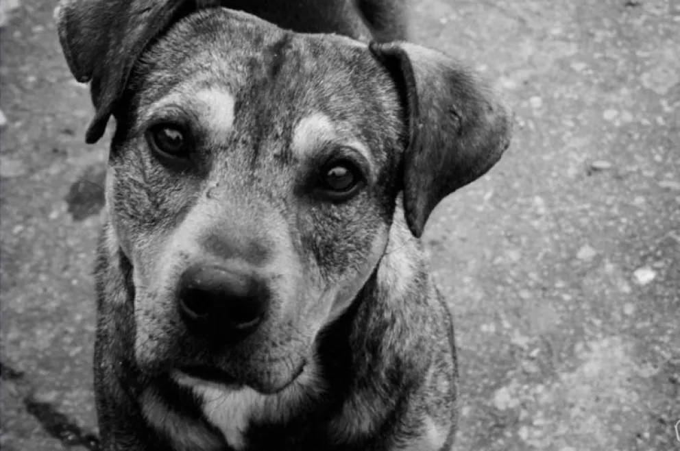 ¿Querés ayudar a un callejerito? Enterate cómo podés hacerlo