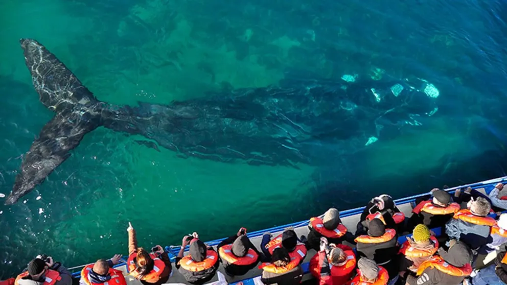 La temporada de ballenas comenzó en Puerto Pirámides: cuánto cuesta embarcarse
