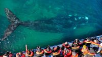 La temporada de ballenas comenzó en Puerto Pirámides: cuánto cuesta embarcarse