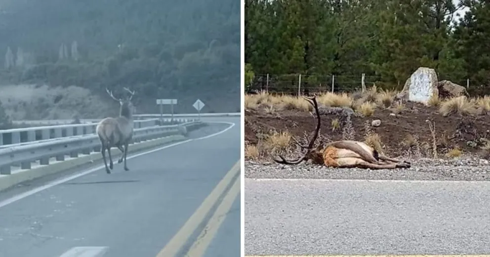 Viral: ¿Qué pasó con los ciervos que se vieron corriendo por ruta de Circunvalación?