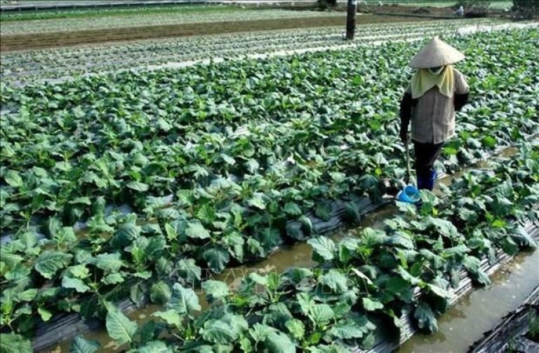 Vietnam promueve desarrollo de modelos cooperativos