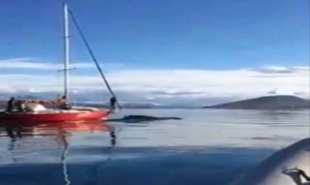 Video: un velero chocó intencionalmente a una ballena y buscan a sus navegantes