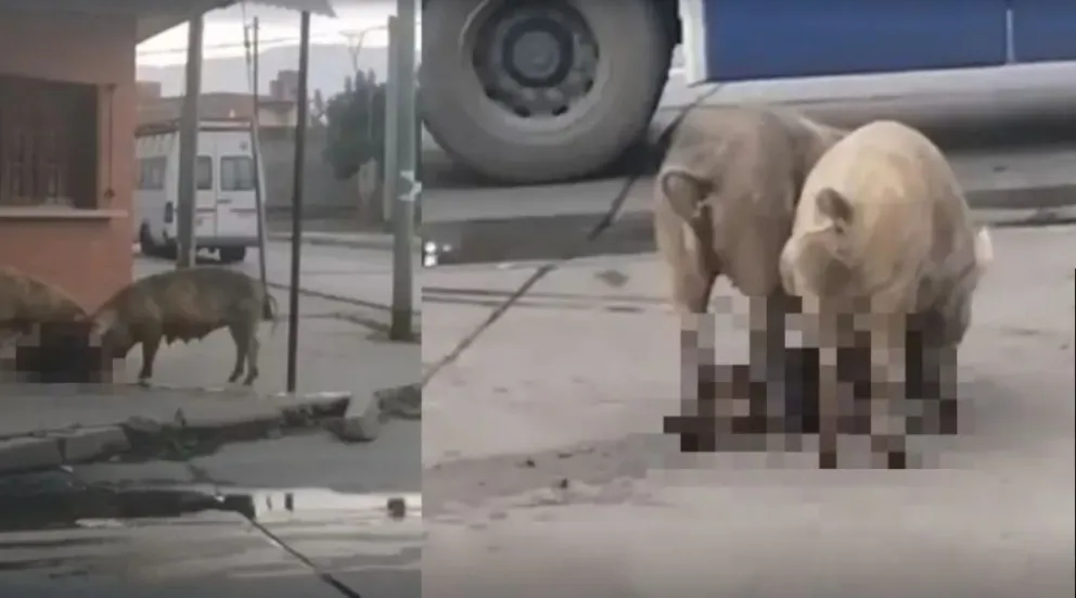 ¡Cuidado con los cerdos asesinos! Se comieron a un perro vivo en pleno macrocentro