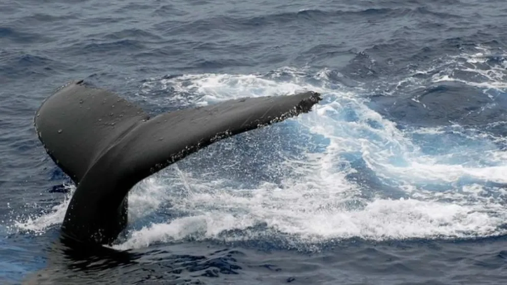 Denuncian que un velero embistió intencionalmente a una ballena 