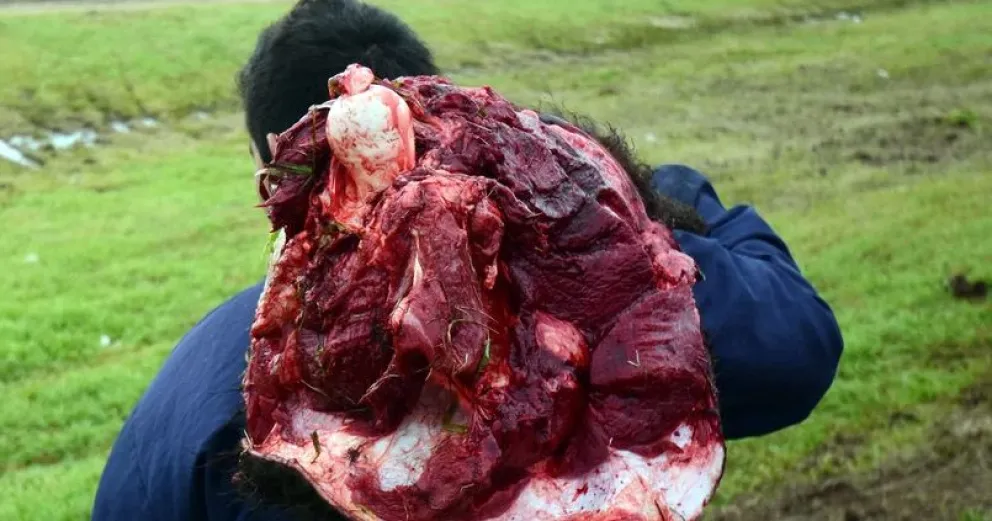 Irá a prisión por matar vacunos y apoderarse de su carne