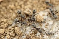 ¿Qué hacen las hormigas cuándo una de ellas muere? La respuesta te sorprenderá