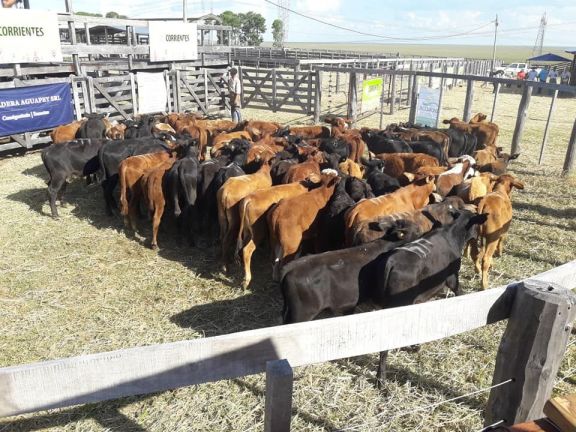 Remate de pequeños productores ganaderos en Ituzaingó