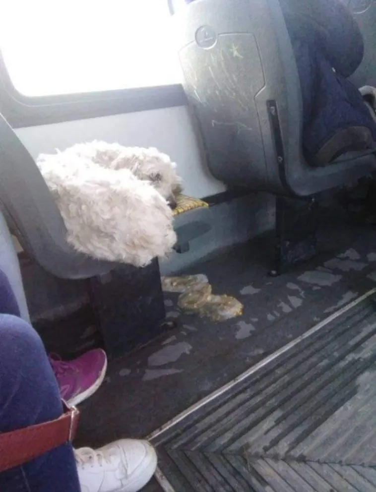 Una imagen que entristece: perro se subió al colectivo en busca de su dueño