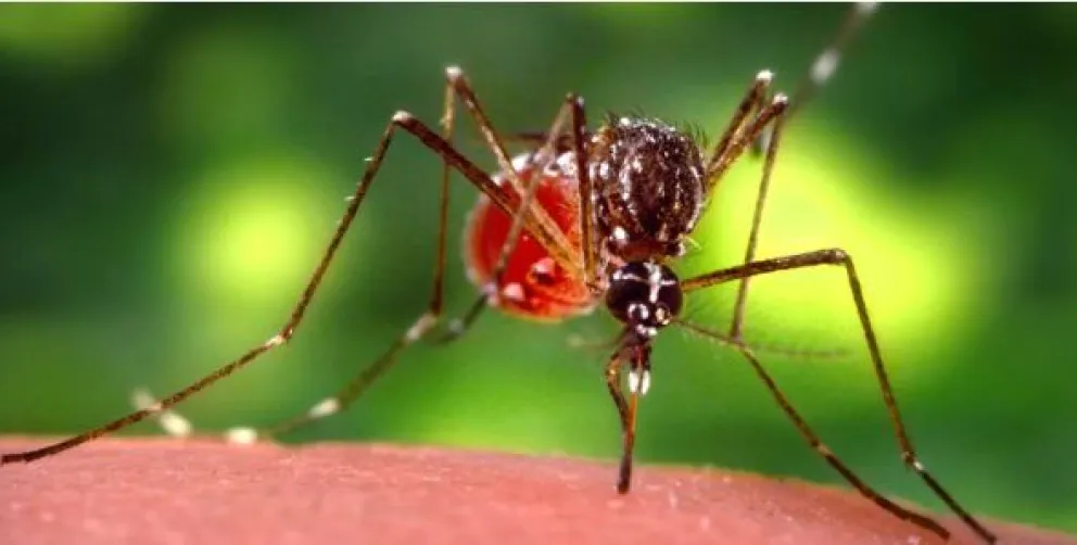 Atención: descubrieron una nueva variante de dengue