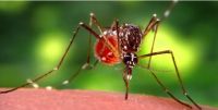 Atención: descubrieron una nueva variante de dengue