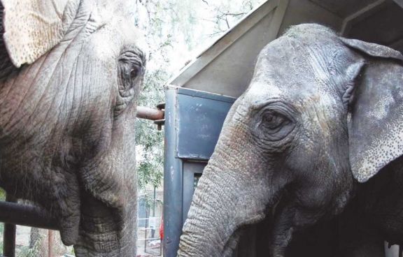 Las elefantas Guillermina y Pocha pasarán por Iguazú