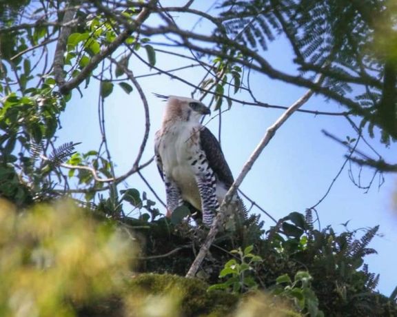 Detectaron la presencia de juveniles de Águila Crestuda Real en el Parque Provincial Cruce Caballero