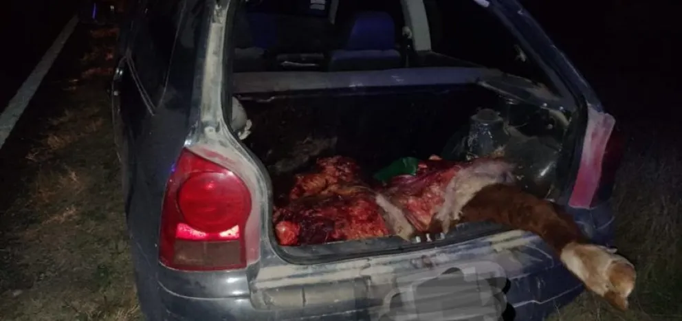 Se robó una vaca, la faenó y huyó: fue detenido con dos cuartos y una paleta en el baúl