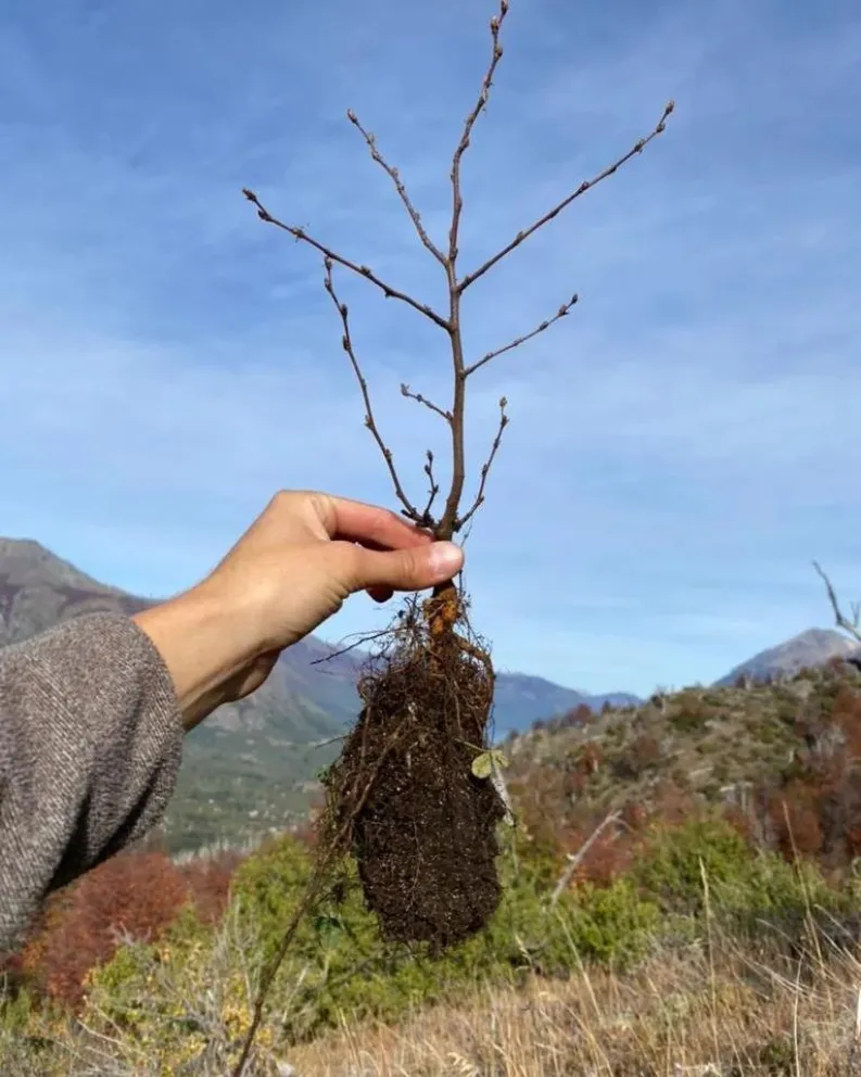 Reforestarán la zona del Cañadón de la Mosca afectada por los incendios