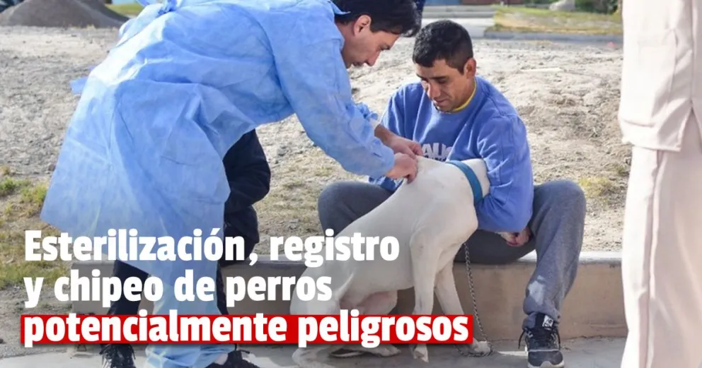 Operativo de esterilización en Jáchal: en un día se realizaron más de 140 castraciones