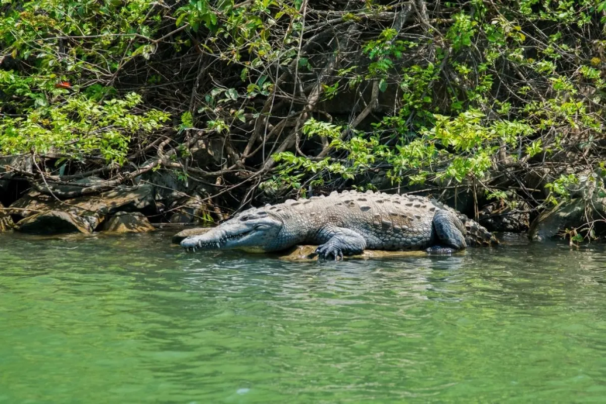 Cocodrilos y caimanes: ABC de estos animalitos, cuántas especies hay en  México y cómo evitar ataques | Tus Buenas Noticias