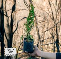 Organizan dos jornadas de plantación de árboles nativos en el Cañadón de la Mosca