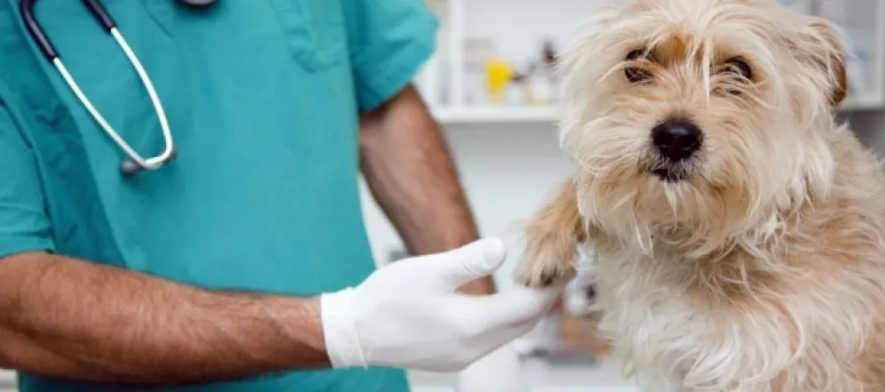 ¿Querés castrar a tu mascota? Se entregan hasta 70 turnos por día para el quirófano móvil 