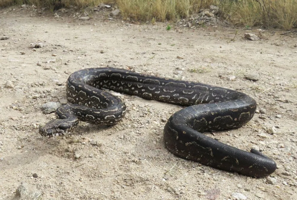 Rescataron una lampalagua en Luján y la liberaron en su hábitat natural