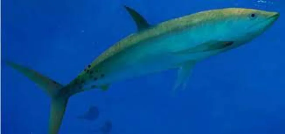 Encontraron el fósil de un pez extinto en Vaca Muerta