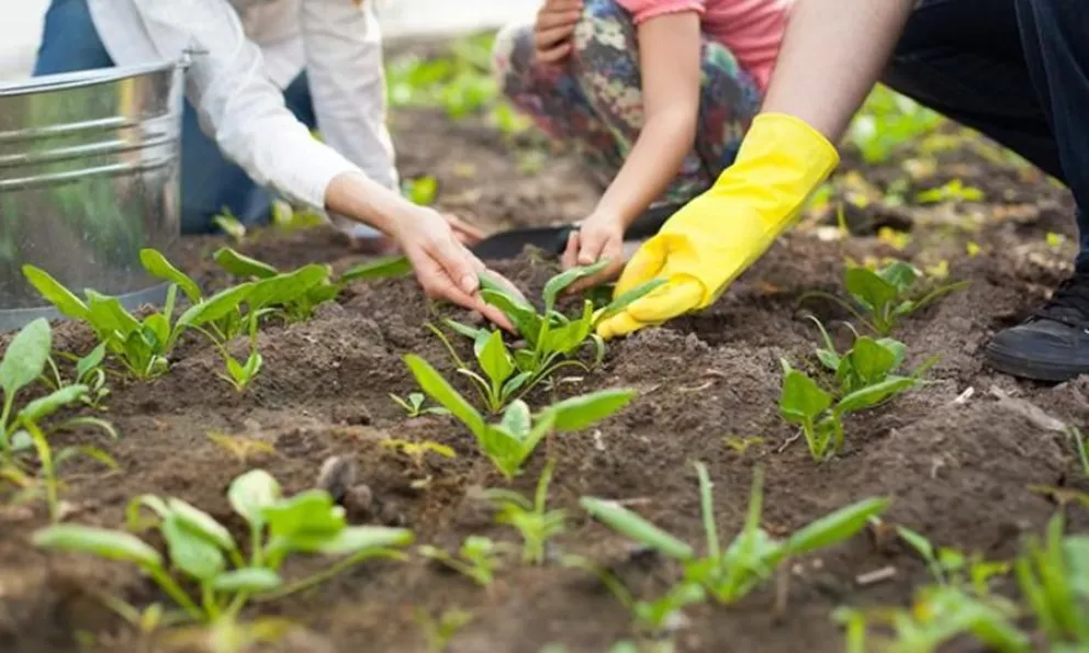 Llega una nueva edición del programa "Ecohuerta: Conectados con nuestra tierra"