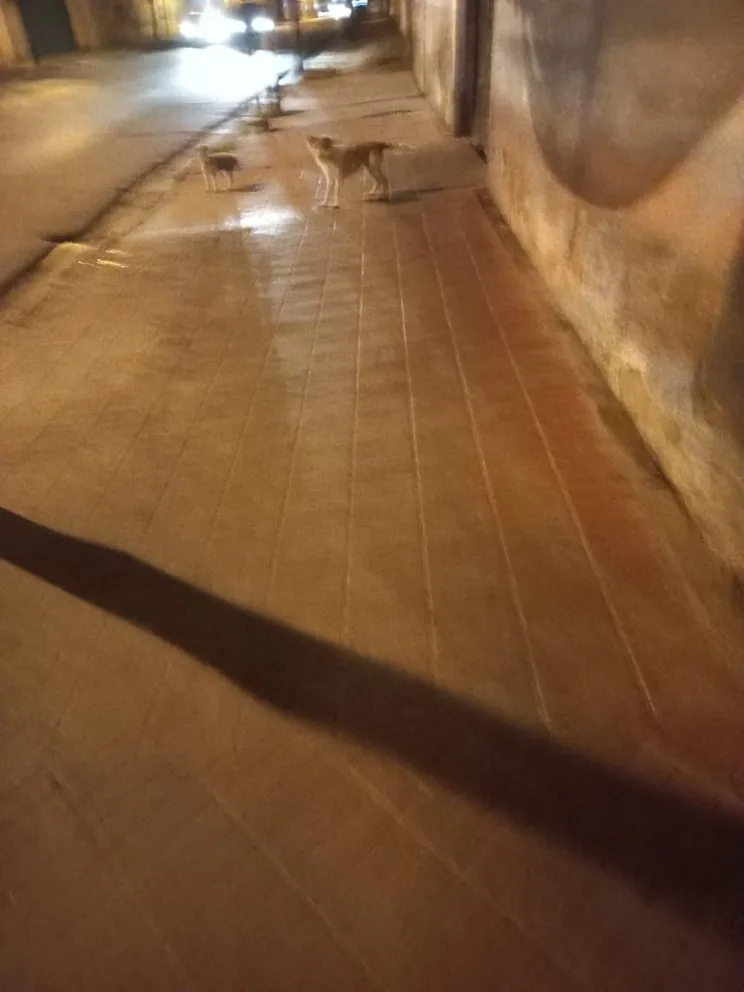 Maltrato animal: salteña denuncia que unos perros están a "piel y hueso"